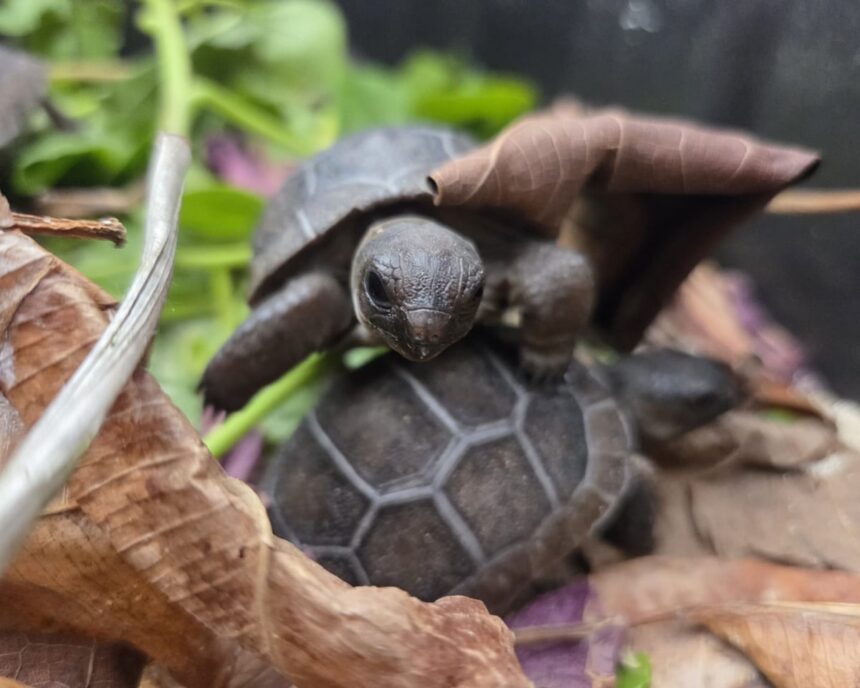 baby giant tortoises thrive in seychelles after first successful artificial incubation 68ea243f98259