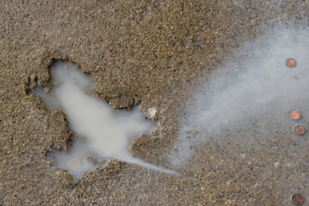 chicago splatatouille was probably a squirrel say researchers 68eed7811c360