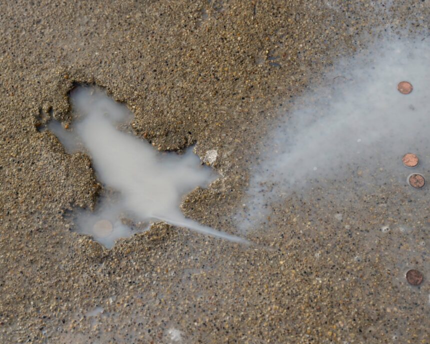 chicago splatatouille was probably a squirrel say researchers 68eed7811c360