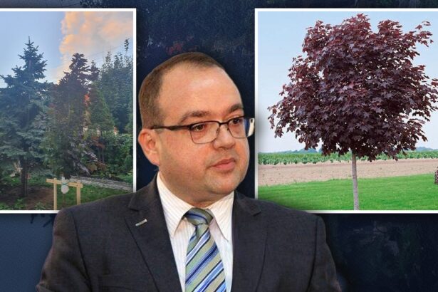 cum s a sucit naumescu de cand a ajuns consilierul lui nicusor dan in evaluarea presedintelui sua de la incultul de trump la premiul nobel acum isi planteaza brusc si un artar am 68e796d7b3c27