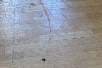 invazie de plosnite si temeri privind lipsa caldurii la universitatea de arhitectura ion mincu 68ecfe467ab48