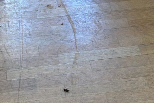 invazie de plosnite si temeri privind lipsa caldurii la universitatea de arhitectura ion mincu 68ecfe467ab48