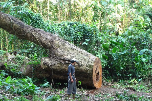 padurarii ar putea purta body cam uri decizia finala o vor avea deputatii 68ed43fa17df2