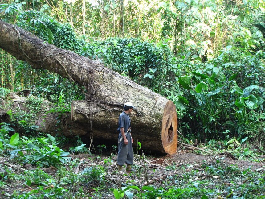 padurarii ar putea purta body cam uri decizia finala o vor avea deputatii 68ed43fa17df2