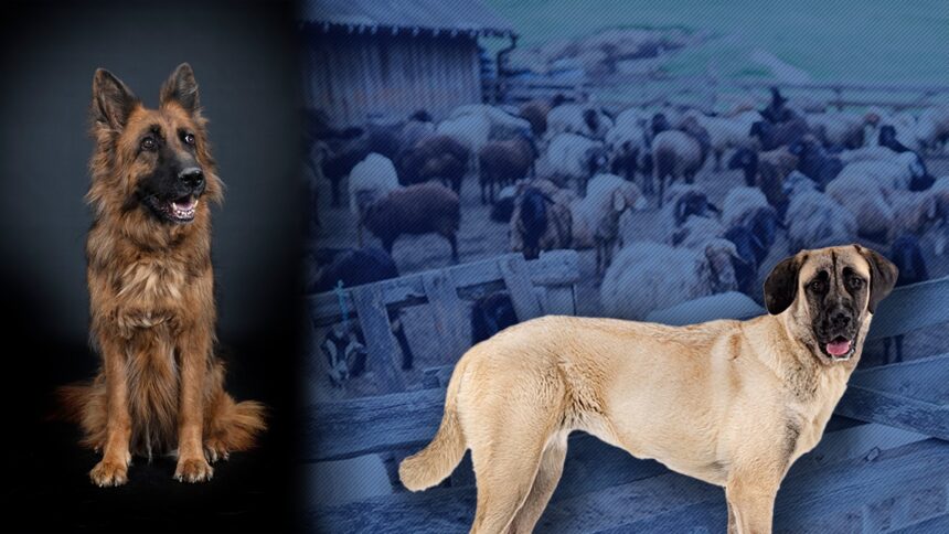 primarul korodi attila le a interzis crescatorilor de animale sa mai foloseasca caini ciobanesti si din rasa kangal la paza turmelor si cirezilor 68f155bbae933