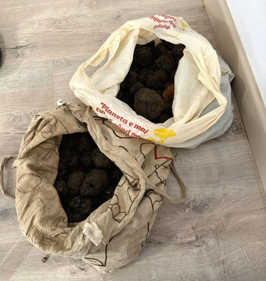 suceava trufe in valoare de 10 000 de lei recoltate ilegal confiscate de jandarmi 690081f94efa2