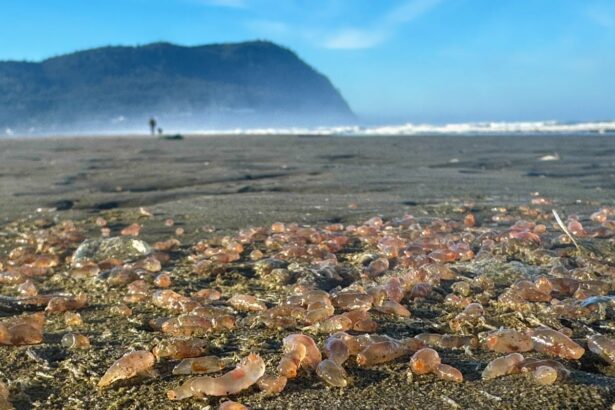 thousands of sea cucumbers wash ashore in coastal oregon town 68f8e25871a41
