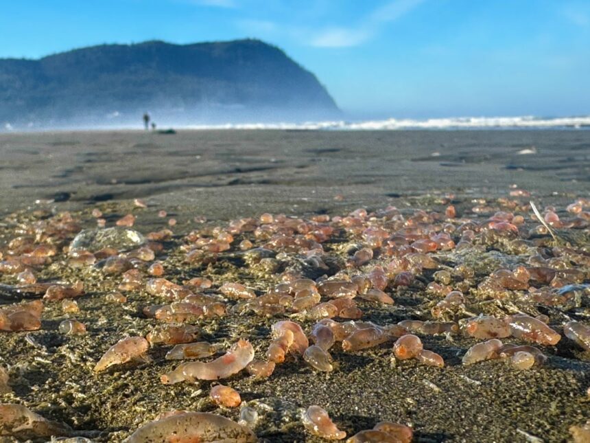 thousands of sea cucumbers wash ashore in coastal oregon town 68f8e25871a41