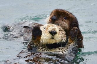 baby sea otter named caterpillar rescued off central california coast 6917604072442