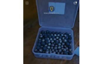 cruzime un constantean confectiona capcane cu cuie pentru pisici si le ranea video 6912d62a713c0