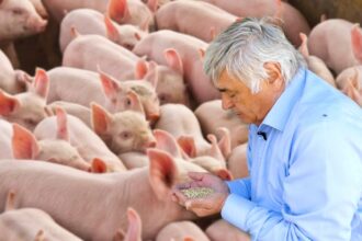 Dimitrie Muscă în mijlocul porcilor din fermă înainte de apariția focarului PPA