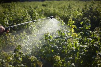 fertilizarea foliara cu bor in livezi cum influenteaza inflorirea si fructificarea 691b13d82b18b