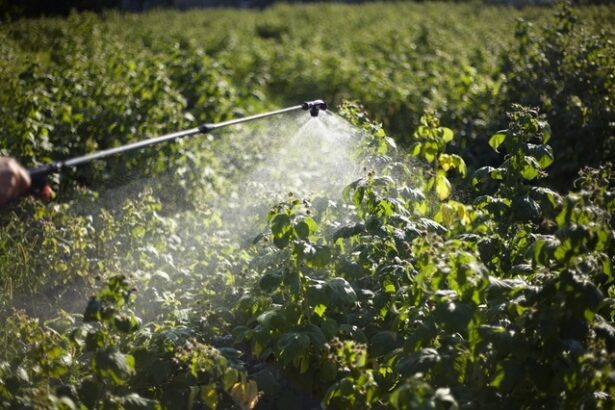 fertilizarea foliara cu bor in livezi cum influenteaza inflorirea si fructificarea 691b13d82b18b