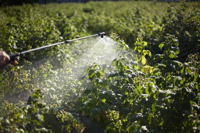 fertilizarea foliara cu bor in livezi cum influenteaza inflorirea si fructificarea 691b13d82b18b