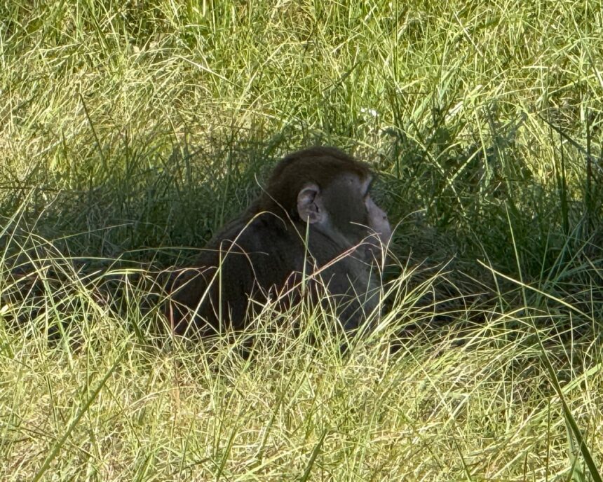 mississippi woman fatally shoots monkey escaped from overturned truck 690805c925e70