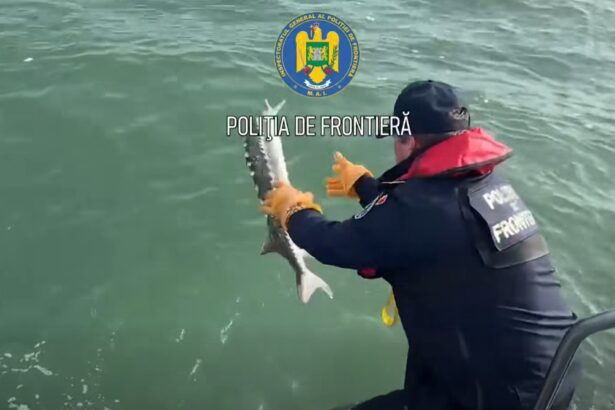 operatiune spectaculoasa pe marea neagra un sturion si un delfin salvati din plasele braconierilor 69145691a36dc