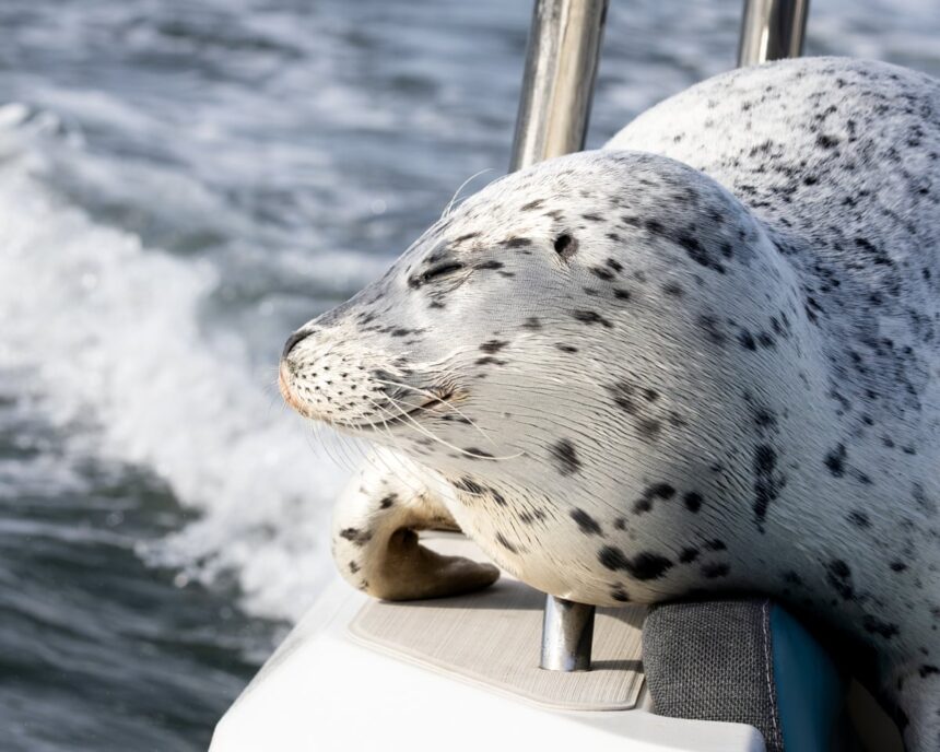 seal escapes from pod of killer whales by jumping on to photographers boat 691674a4ebd3b