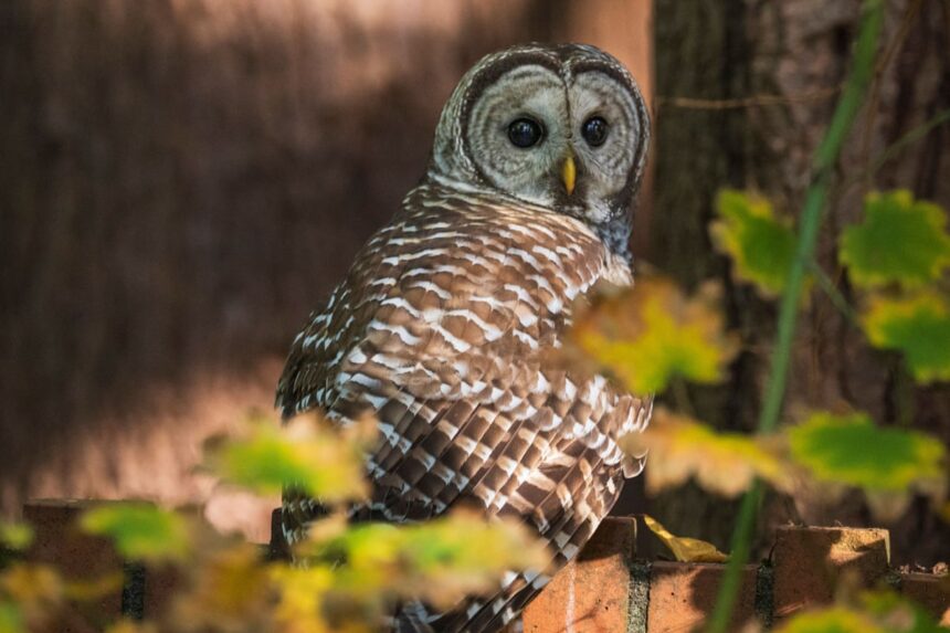 senate declines to halt plan to kill off half million barred owls by fish and wildlife service 690525dbe809d