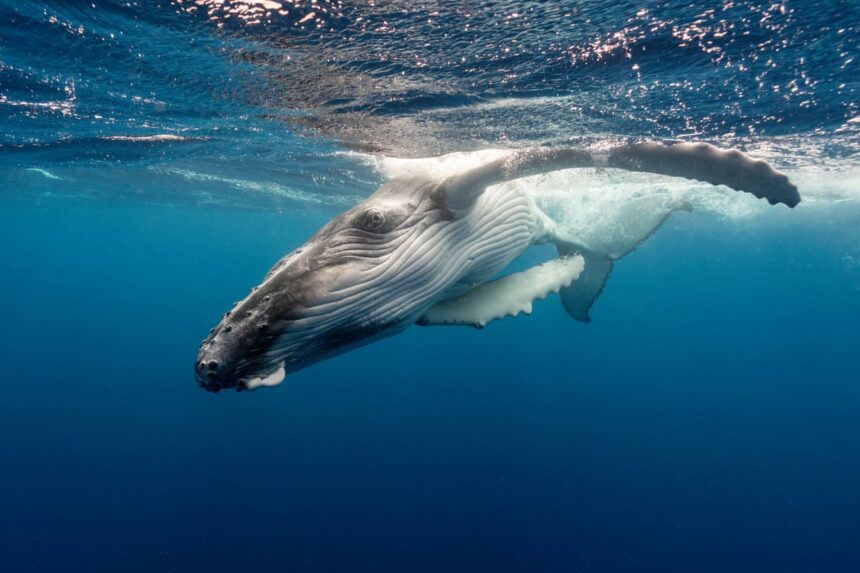 stranded whale euthanized after failed rescue attempt off oregon coast 691cf5e9dd878