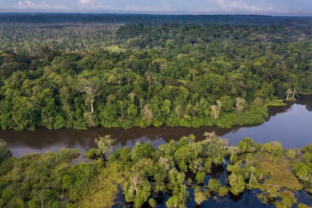 the rainforest the world forgot the congo basin is the second largest on earth so why is it being neglected 691d96dd72119