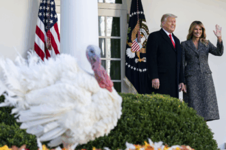 trump kicks off thanksgiving week with turkey pardon and christmas tree arrival 692470c9b4cb4