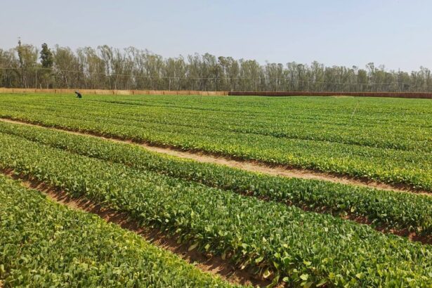 utter hypocrisy tobacco firm lobbied against rules in africa that are law in uk 6915e622de68d