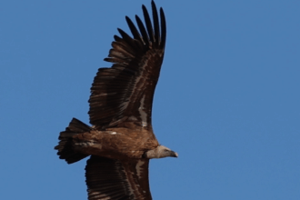 vulturul sur revine in romania dupa peste 70 de ani proiect de reintroducere in muntii fagaras 6916d9bfcc28c