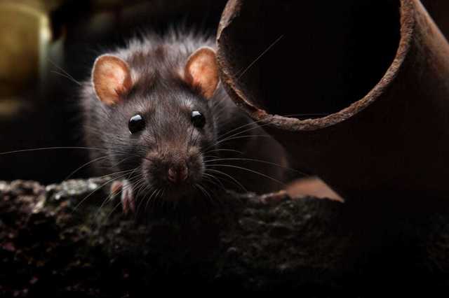 cum sa tii sobolanii la distanta si cand sa apelezi la un specialist 692eaa669b0e4