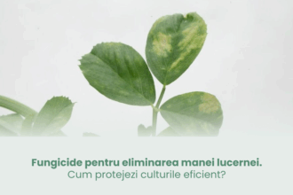 fungicide pentru eliminarea manei lucernei cum protejezi culturile eficient 692eab8db0e6e