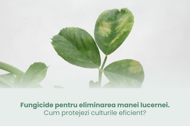 fungicide pentru eliminarea manei lucernei cum protejezi culturile eficient 692eab8db0e6e
