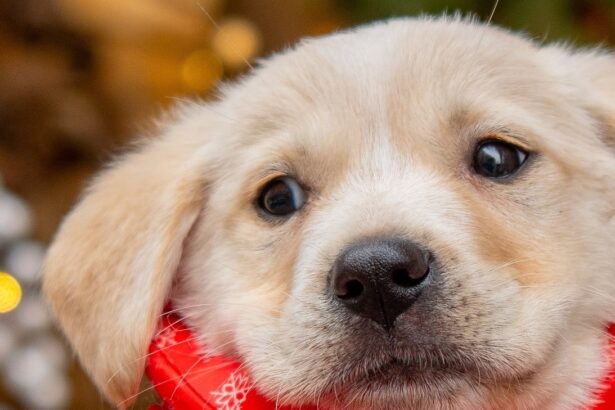 in preajma sarbatorilor aspa bucuresti lanseaza un apel la responsabilitate de craciun nu adopta un dar adopta o viata 6942bdd17c07f