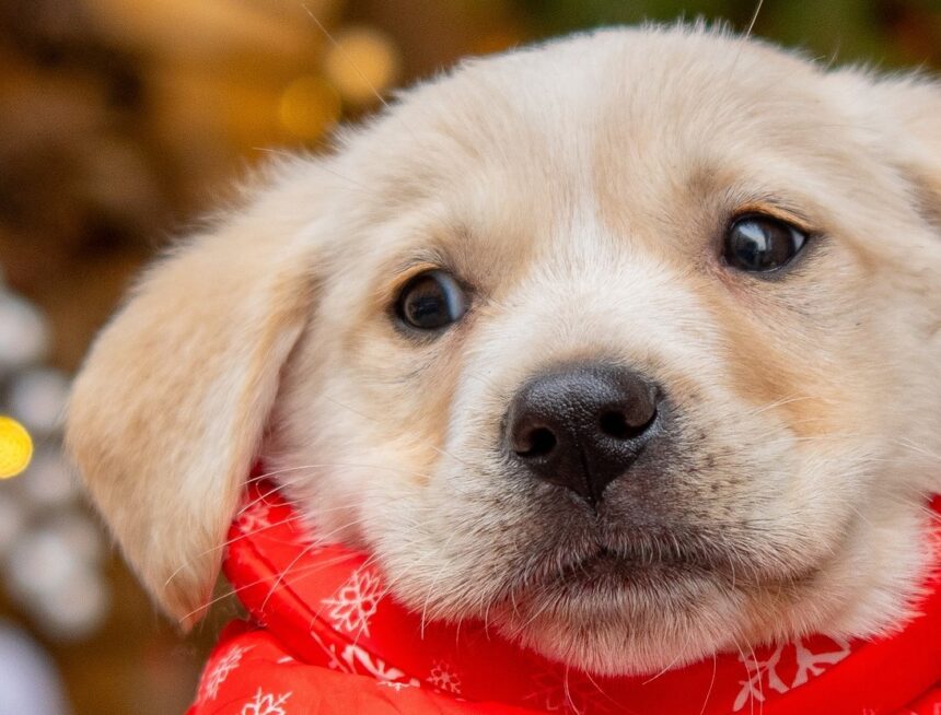 in preajma sarbatorilor aspa bucuresti lanseaza un apel la responsabilitate de craciun nu adopta un dar adopta o viata 6942bdd17c07f