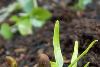 rolul semintelor in dezvoltarea plantelor si a tomatelor sanatoase 6942af1065c2a