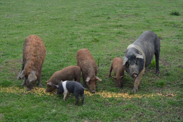 romanul porcul si o dilema porc de gospodarie sau porc de ferma 69427c2b366e3