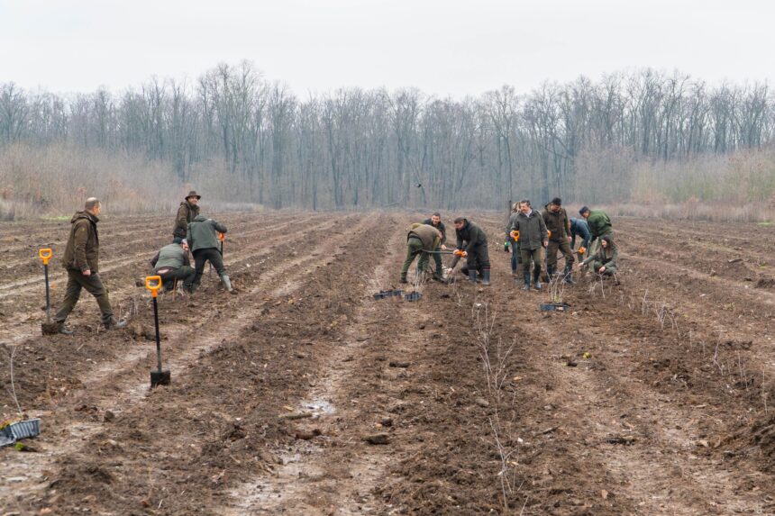 romsilva anunta ca va planta 28 milioane de puieti in campania de toamna 69395921d9c85