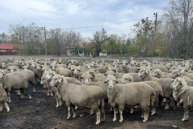 sapte fermieri din olt ameninta cu greva foamei in fata sediului a n s v s a 692fdcfe997d9