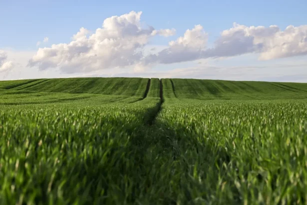 un demnitar european vorbeste despre suveranitatea alimentara si un iminent razboi agricol 6936dcbf77463