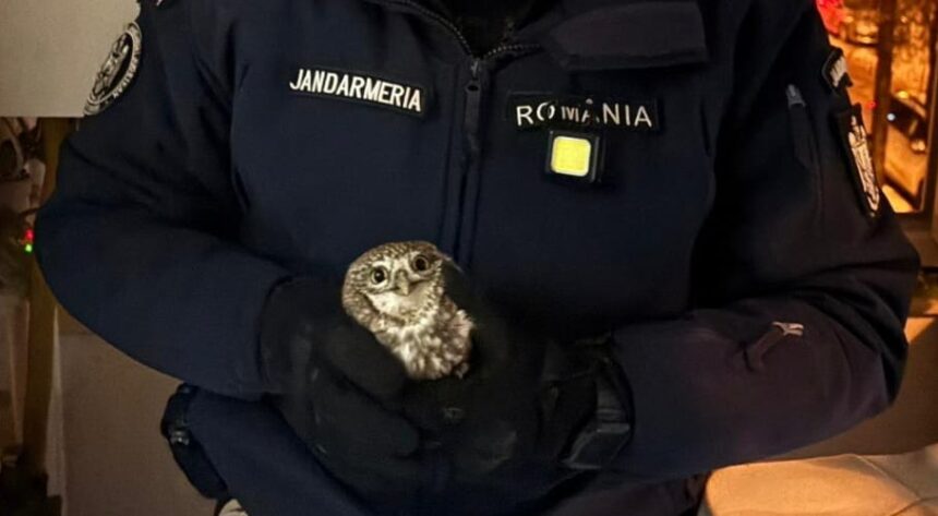 apel neobisnuit la 112 jandarmii au scos o bufnita din apartamentul unor botosaneni 696356c522b2b