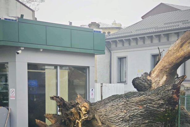 eco civica cere expunerea stejarului de 300 de ani din bucuresti ucis de carburanti 695f80ac78fd2