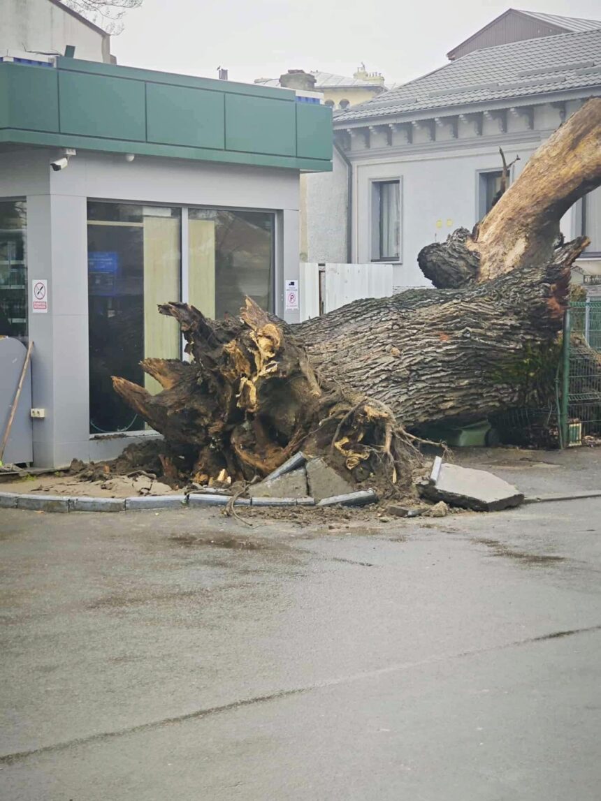 eco civica cere expunerea stejarului de 300 de ani din bucuresti ucis de carburanti 695f80ac78fd2