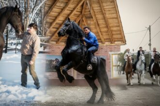 edited povestea incredibila a imblanzitorului de cai din parlamentul romaniei deputatul a mers calare 350 km pana la alba iulia 6963ba899fb36