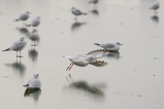 minus 20 de grade si inca patru zile de ger continuu in romania 696b4480265cb