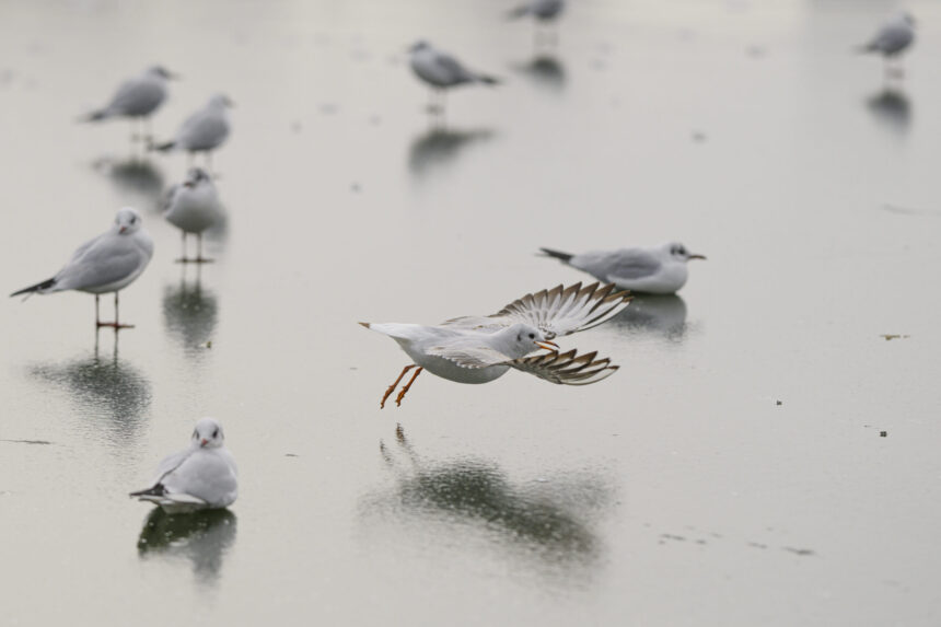 minus 20 de grade si inca patru zile de ger continuu in romania 696b4480265cb