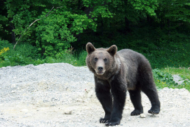 populatia de urs brun creste iar interactiunile cu oamenii sunt tot mai dese afm aproba aproape 25 milioane lei pentru protejarea comunitatilor locale dar si a faunei 6973710c6ad9a