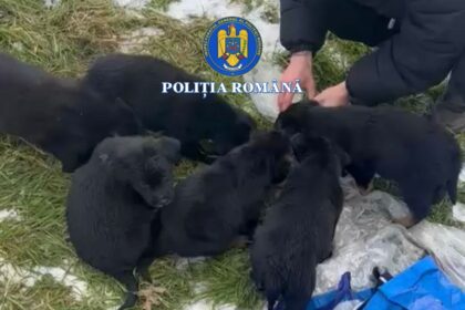 slatina femeie care a pus sase catei intr un sac si i a aruncat la gunoi cercetata 6972039c207f8