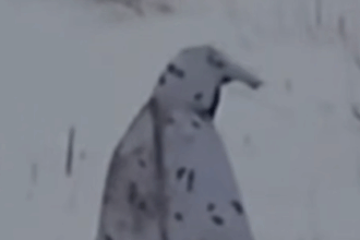 soldati rusi ucisi pe front purtand costume de camuflaj pinguin testate in lupta 697b51a22df8f