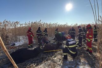 suceava 23 de vaci au cazut intr un iaz pompierii intervin 69637d6c7b2ff