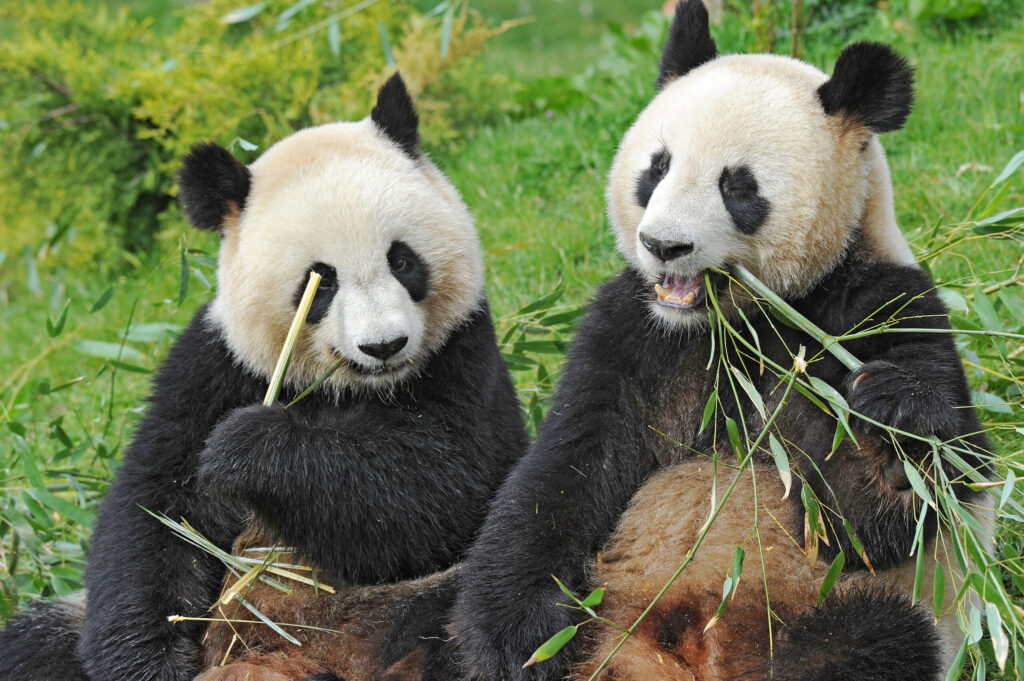 Dee Panda Cei doi ultimi panda din Japonia se îndreaptă spre China - AtlasNews