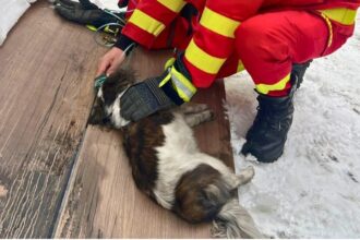 un suflet nevinovat salvat din incendiu pompierii din bistrita nasaud au resuscitat un catel cu oxigen 696921640d8b9