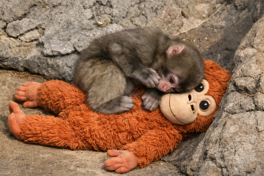 Punch, a baby Japanese macaque at Ichikawa City Zoo, hugging a large plush orangutan toy for emotional comfort.